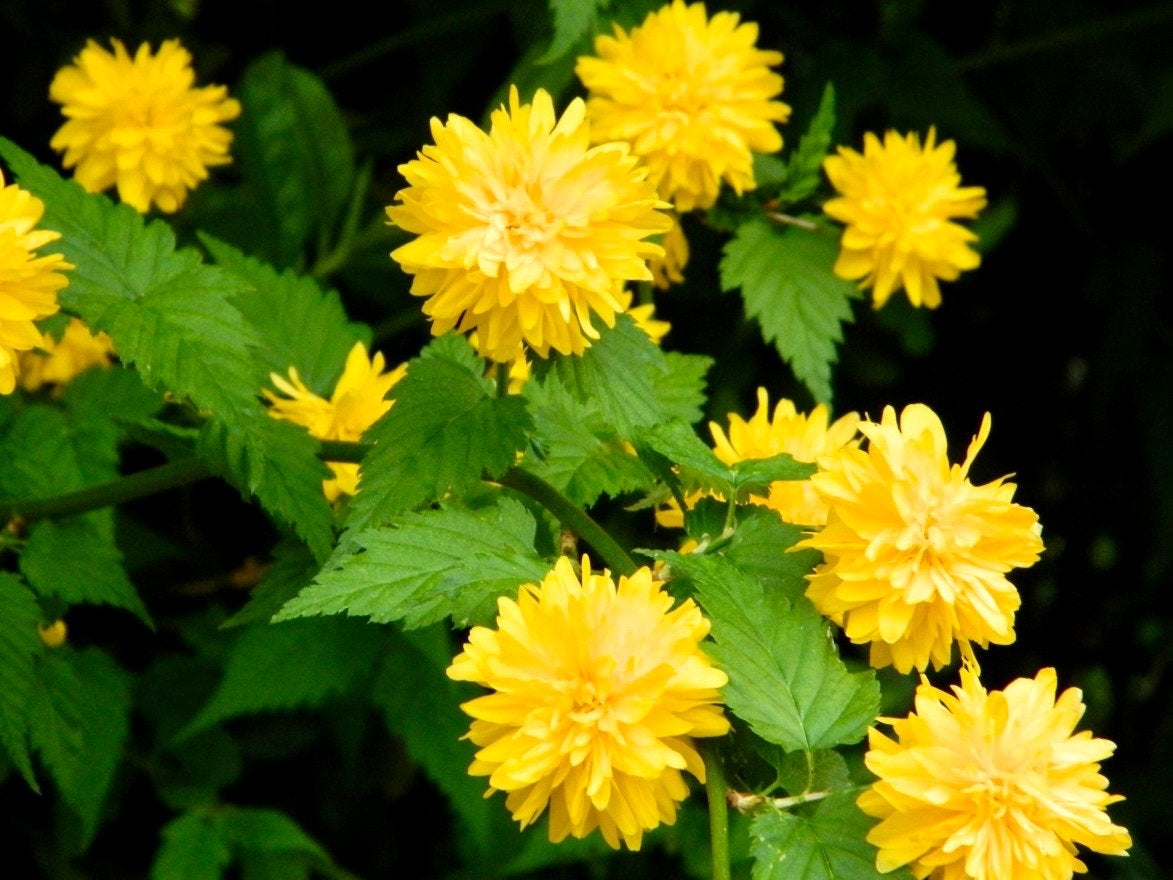Kerria Japonica - 2x - Ranonkelstruik - Pompon - Winterhard, Tuin en Terras, Overige soorten, Volle zon, Vaste plant, Ophalen of Verzenden