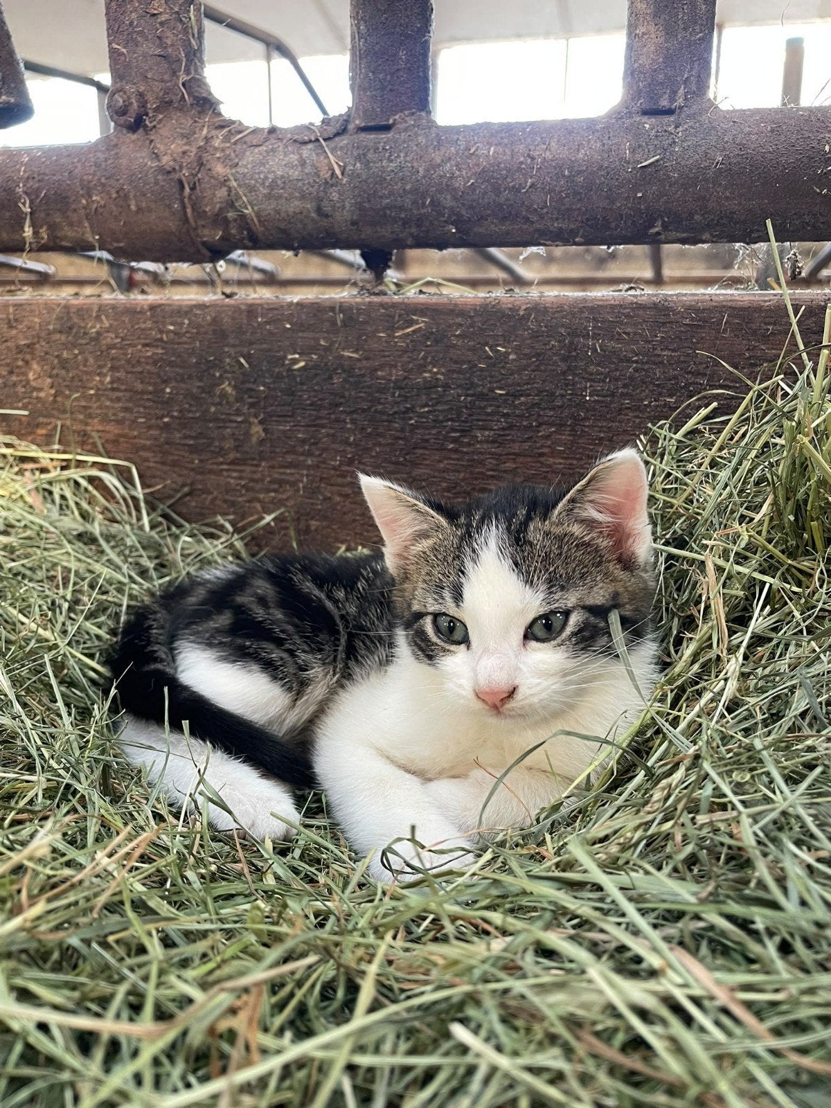 2 boerderij kittens te koop katers, Meerdere dieren