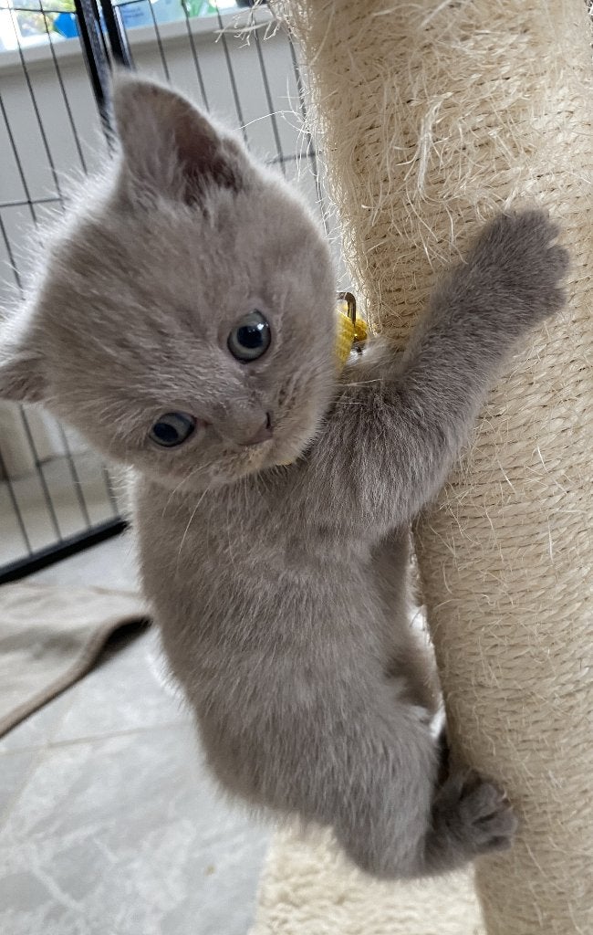 Britse korthaar kittens (raszuiver) met paspoort, Meerdere dieren, Gechipt, 0 tot 2 jaar