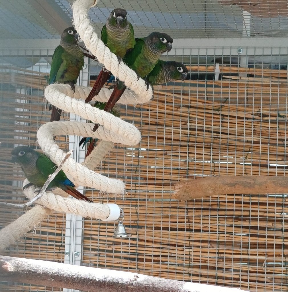 Jonge pyrrhura's, Meerdere dieren, Parkiet, Geringd