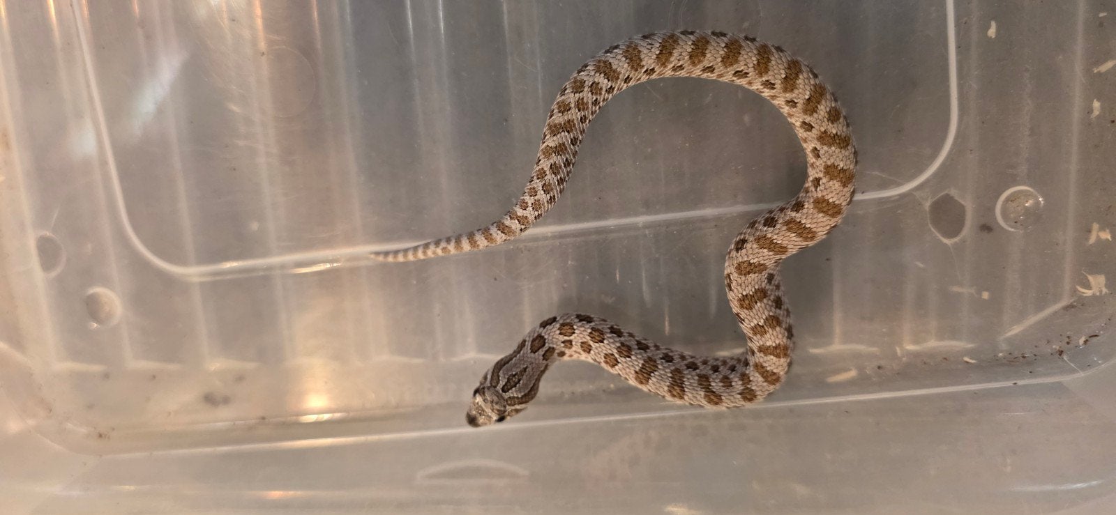 verschillende haakneusjes Hognose Snake photo 4