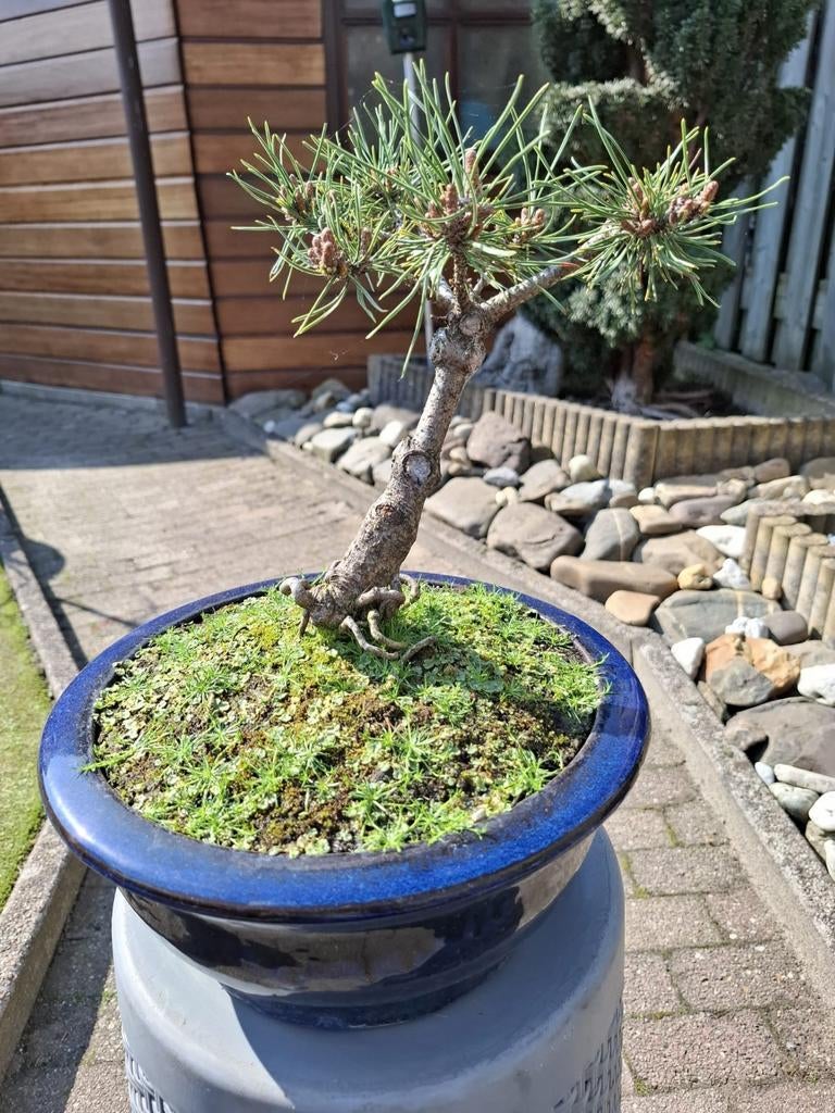 Pre Bonsai Pinus, Tuin en Terras, Ophalen