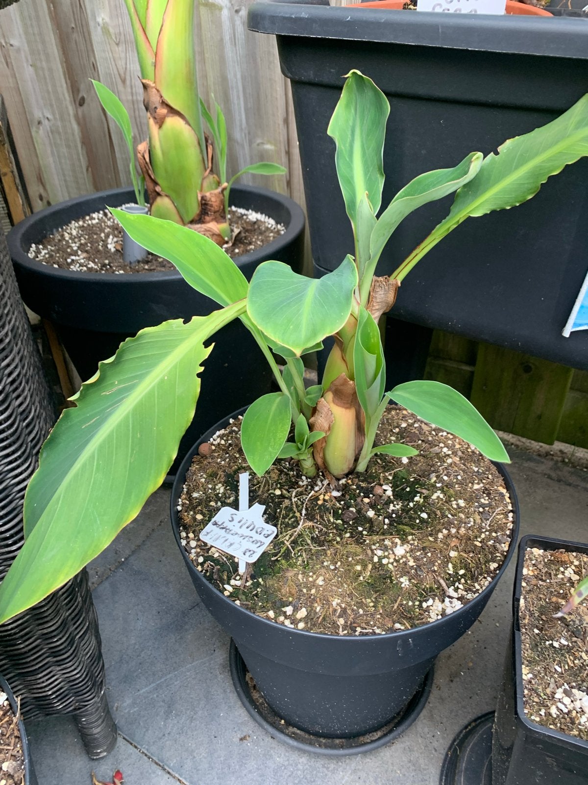 Bananenplant (Musa) - Lasiocarpa (Lotus banaan), Volle zon, Vaste plant, Bloeit niet, Ophalen
