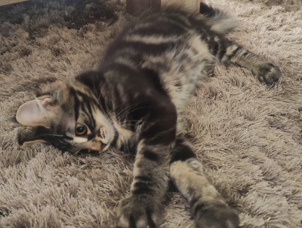 Maine Coon kittens, Dieren en Toebehoren, Meerdere dieren, Gechipt, 0 tot 2 jaar