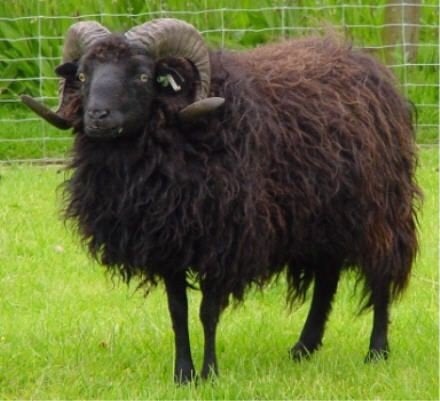 Te koop ram, Dieren en Toebehoren, Schapen, Geiten en Varkens, Mannelijk, Schaap