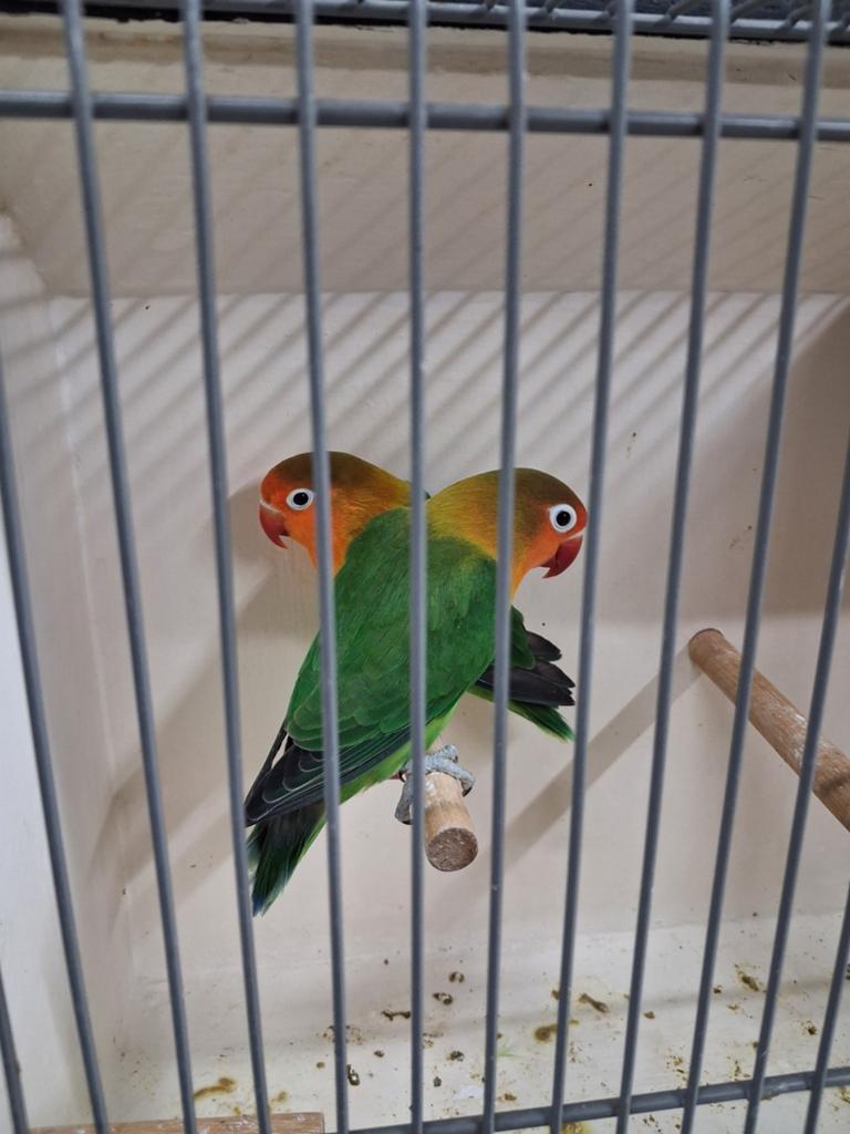 Koppel wildkleur fischeri, Meerdere dieren, Dwergpapegaai of Agapornis, Geringd