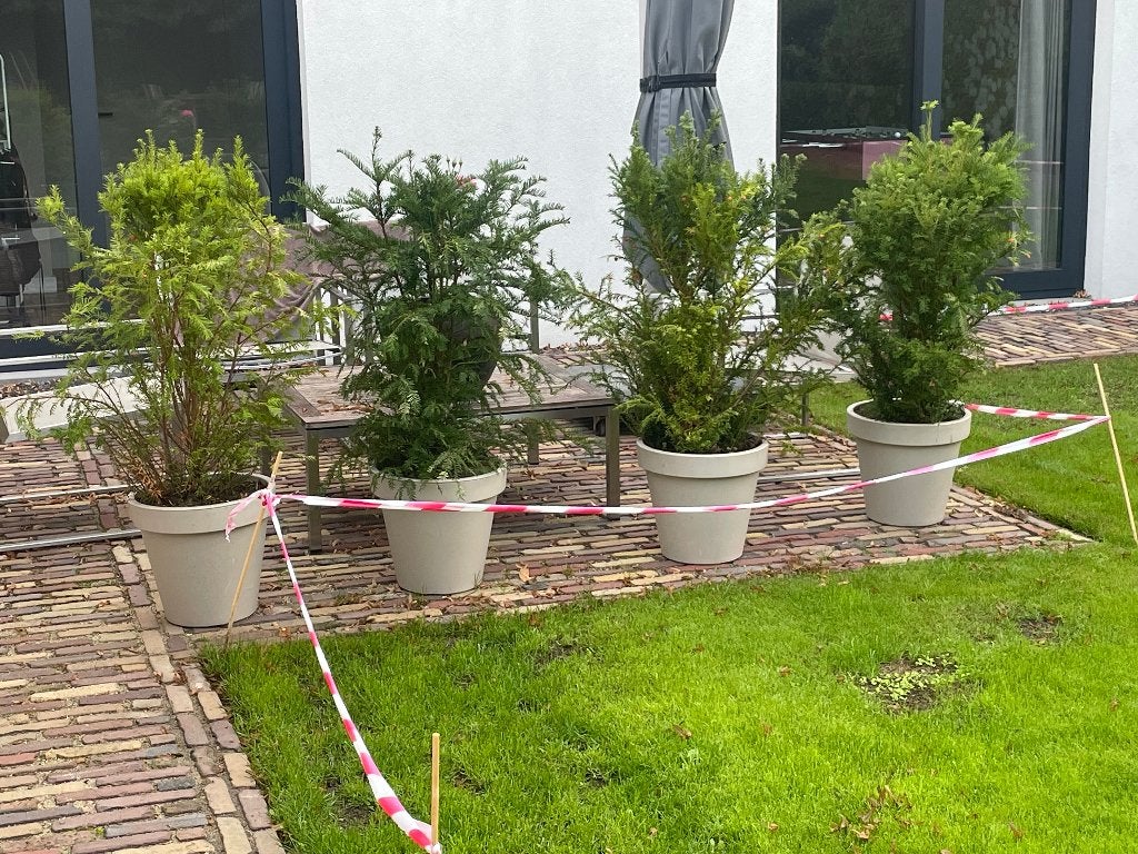 4x Taxus in pot, Ophalen, Taxus, Haag, 100 tot 250 cm