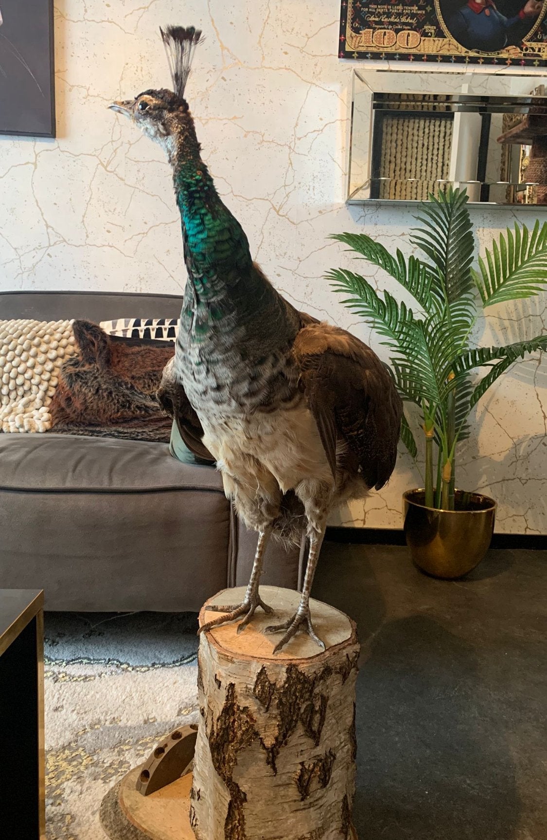 Opgezette pauw, Verzamelen, Dierenverzamelingen, Ophalen, Zo goed als nieuw, Vogel, Opgezet dier