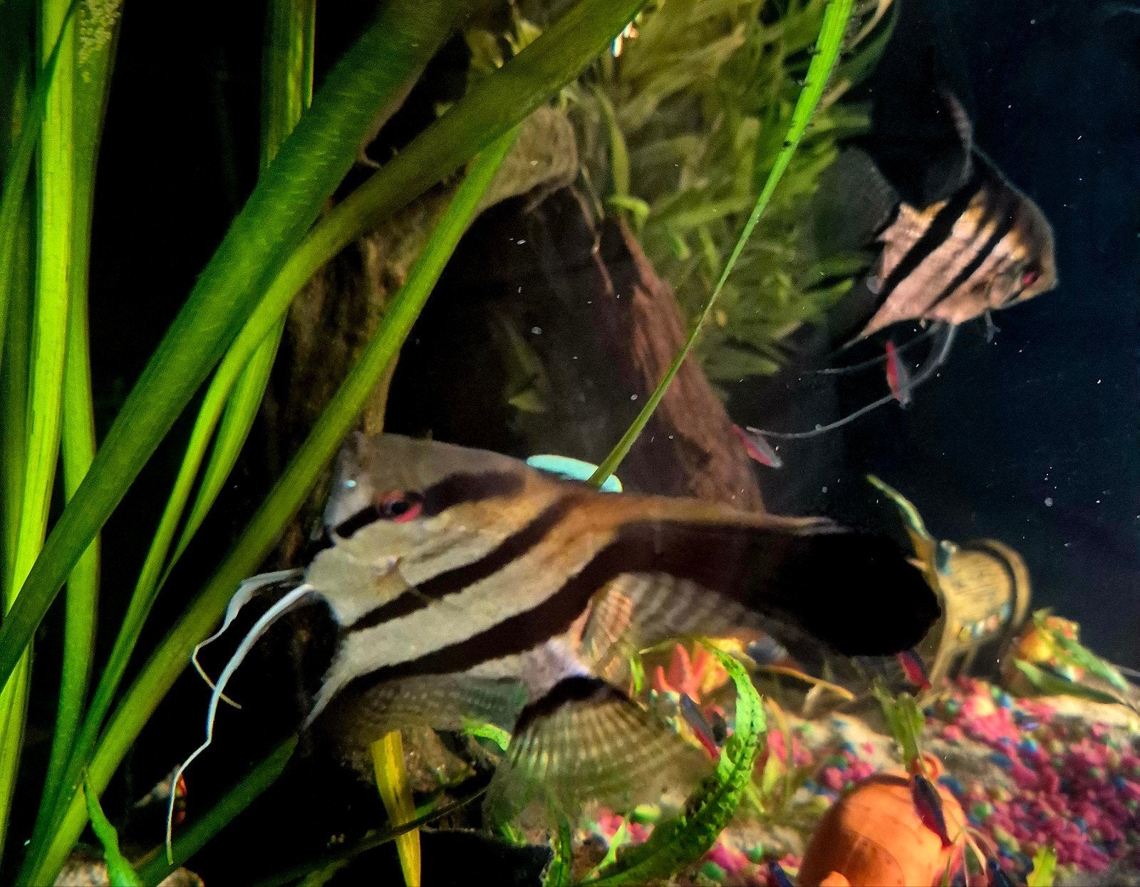 Zeer mooi bewezen kweekkoppel rio nanay maanvissen, Dieren en Toebehoren, Vissen | Aquariumvissen, Vis, Zoetwatervis