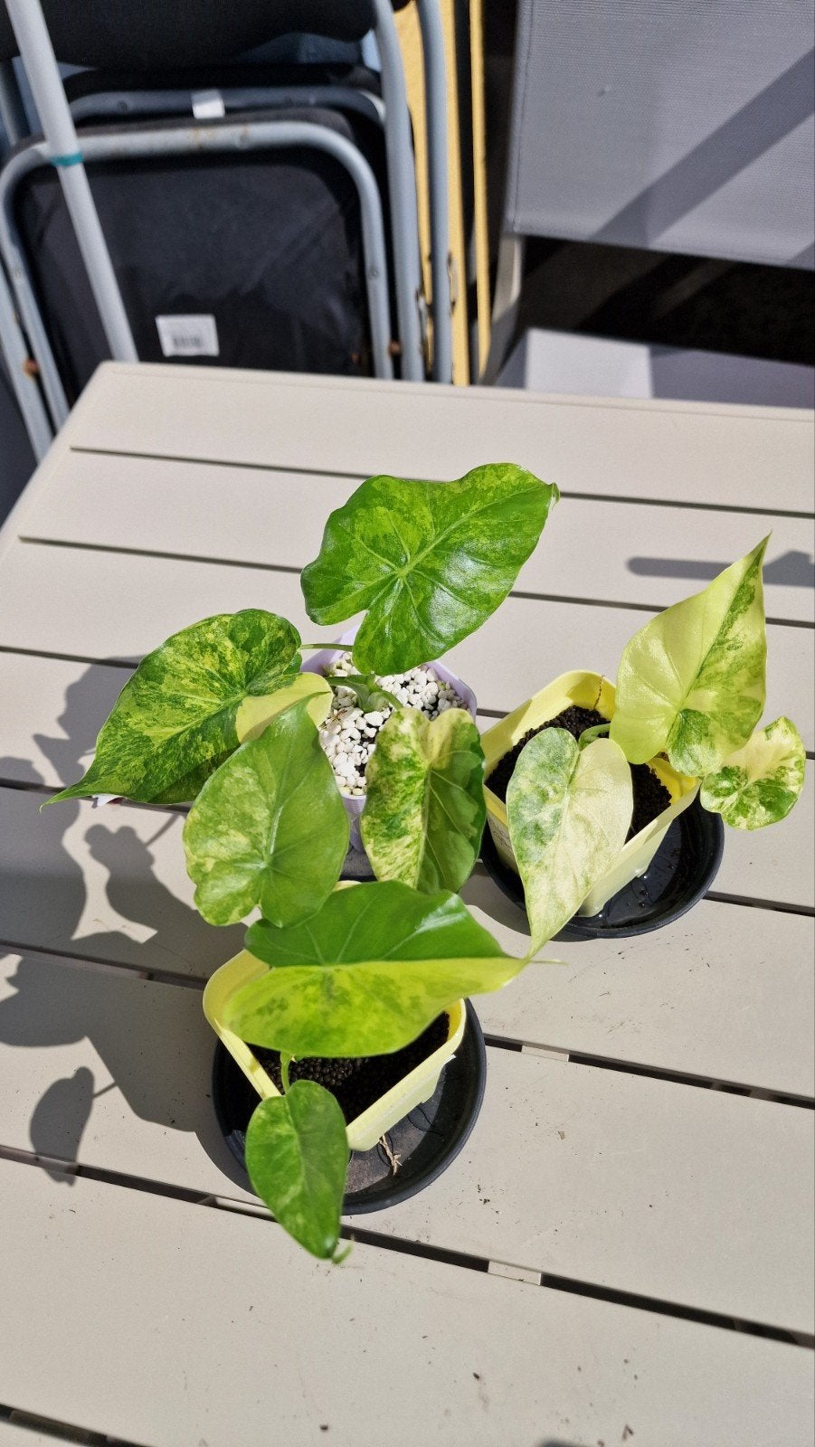 Alocasia gageana aurea stekjes, Ophalen, Halfschaduw, Minder dan 100 cm