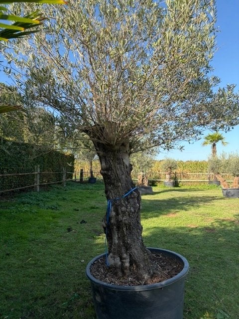 Olijfboom olea europaea in pot met vertakkingen NR: BL-27, Ophalen of Verzenden, 100 tot 250 cm, Olijfboom, Zomer