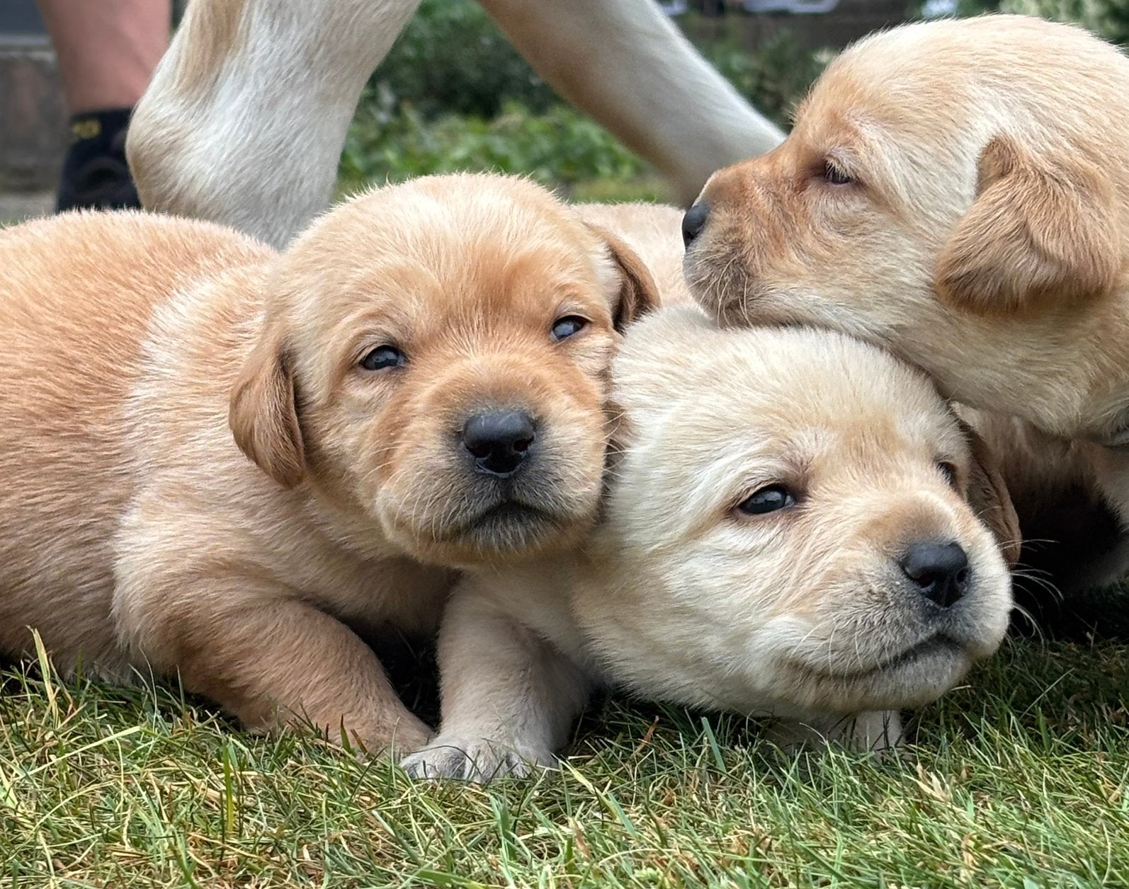 Prachtige Blonde Labrador Pups, Parvo, 8 tot 15 weken, Labrador retriever, Meerdere