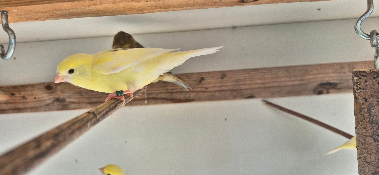 Geel Mozaiek kanaries, Dieren en Toebehoren, Vogels | Kanaries, Geslacht onbekend, Kleurkanarie