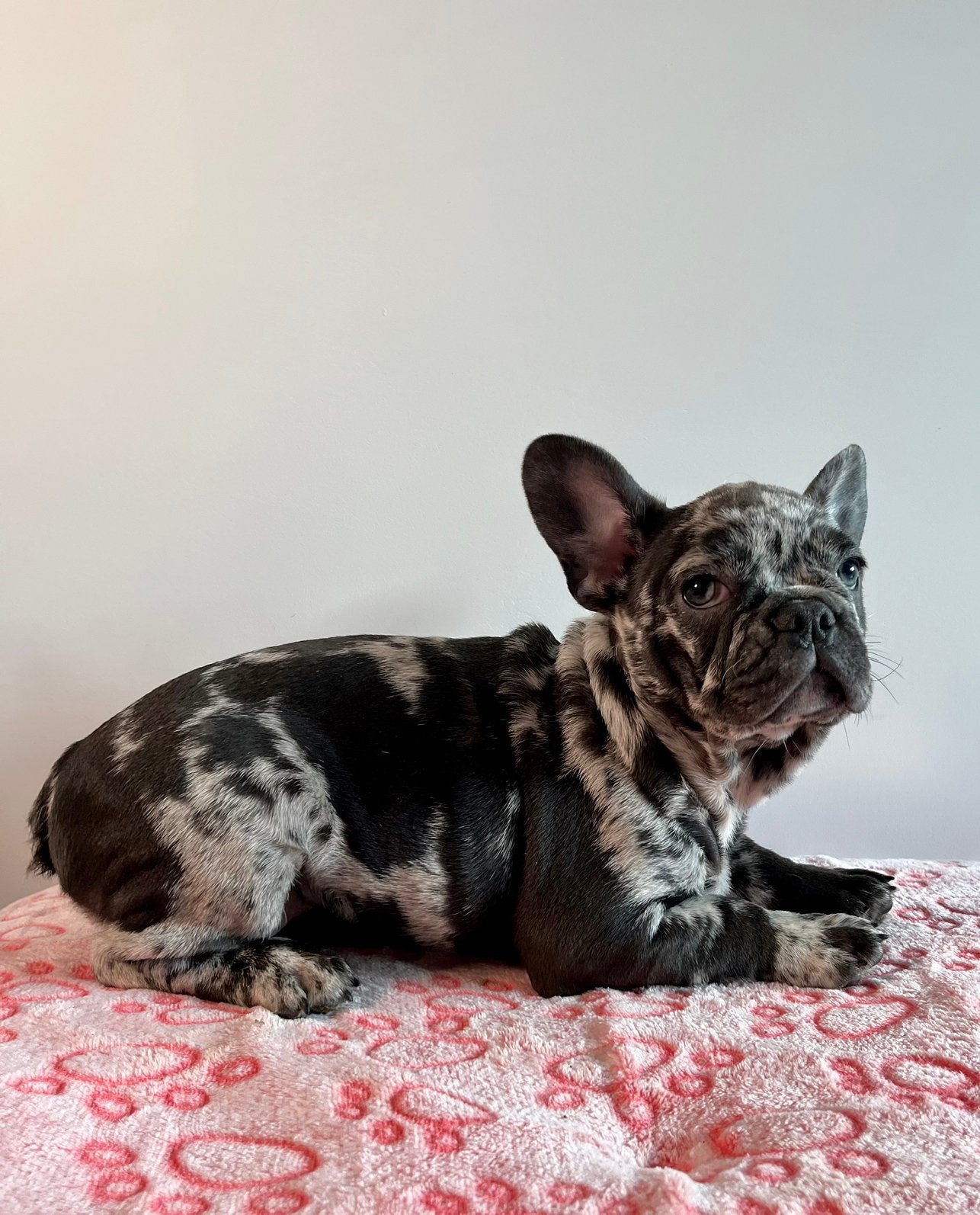 Hele mooie raszuivere Franse Bulldog pups met unieke kleur, 15 weken tot 1 jaar, Buitenland, Bulldog, Meerdere