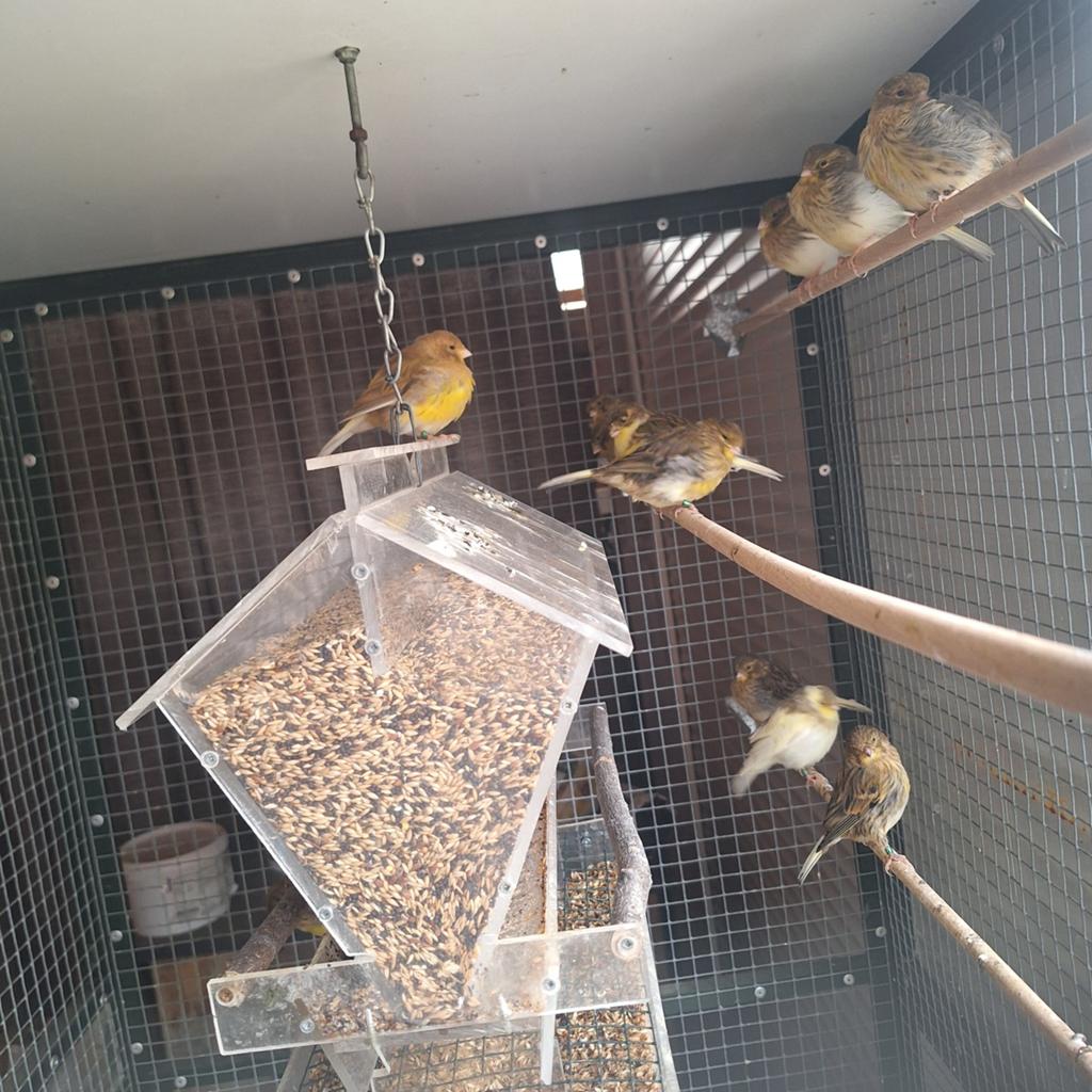 Glosters, Mannelijk, Kleurkanarie