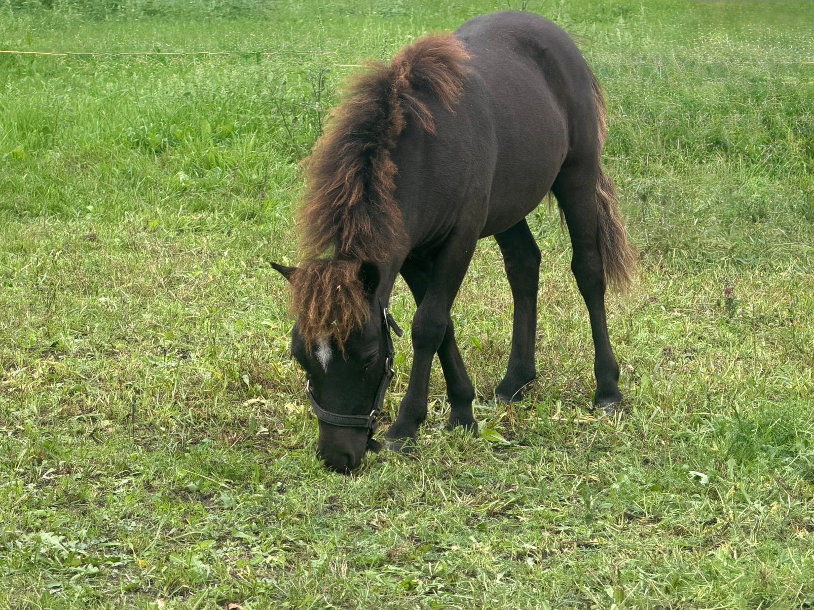Falabella Raszuiver hengstveulen, Hengst, 0 tot 2 jaar