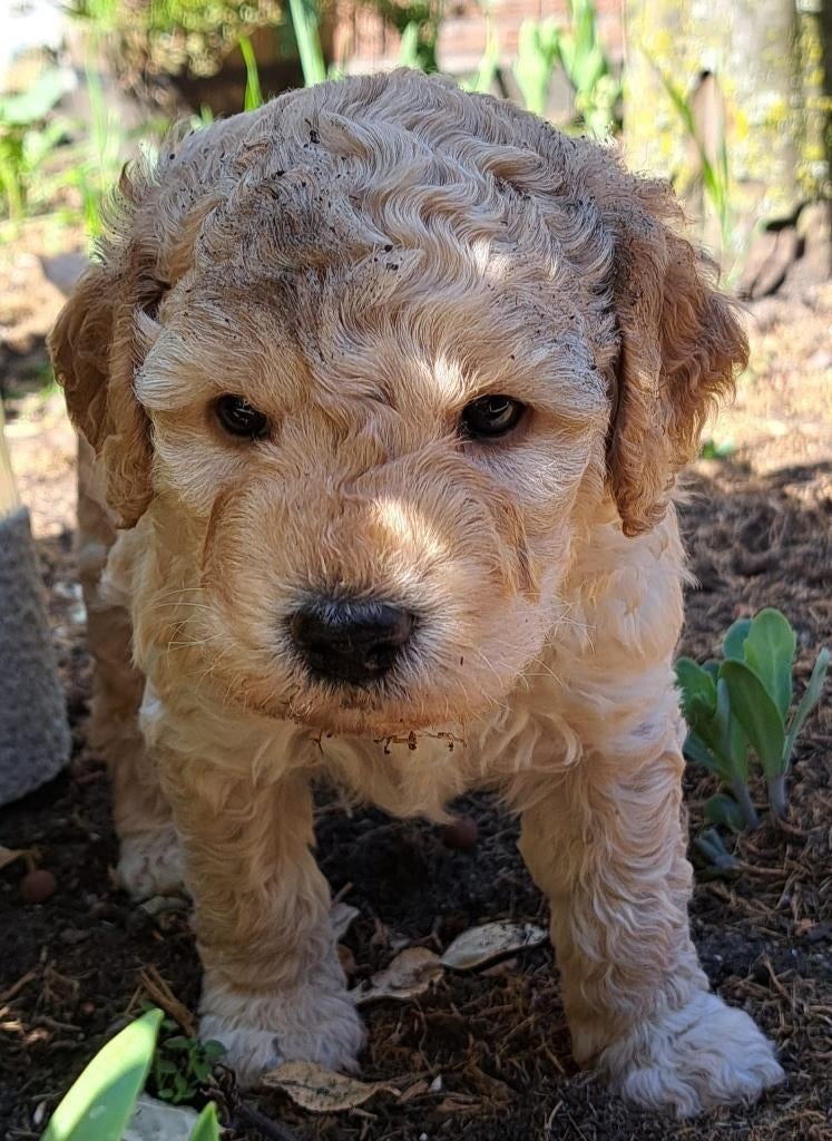 Medium Double Doodle Pups, Parvo, Overige rassen, 8 tot 15 weken, Meerdere