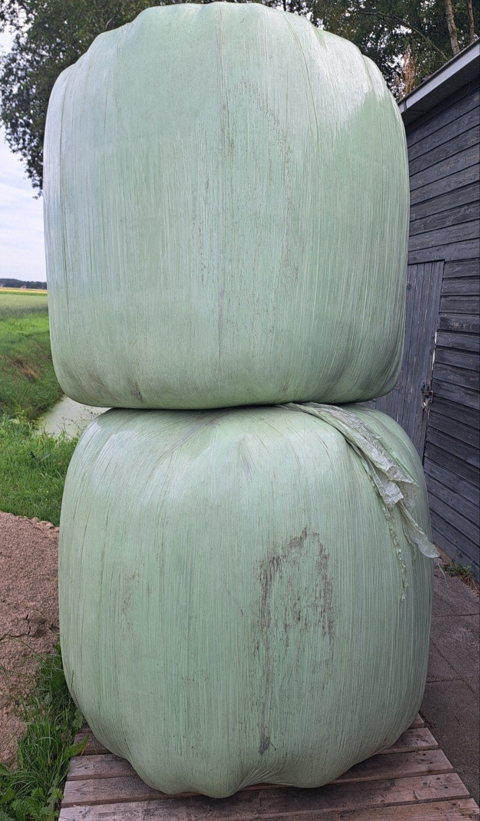 2 grote hooibalen te koop, Ophalen, Vee