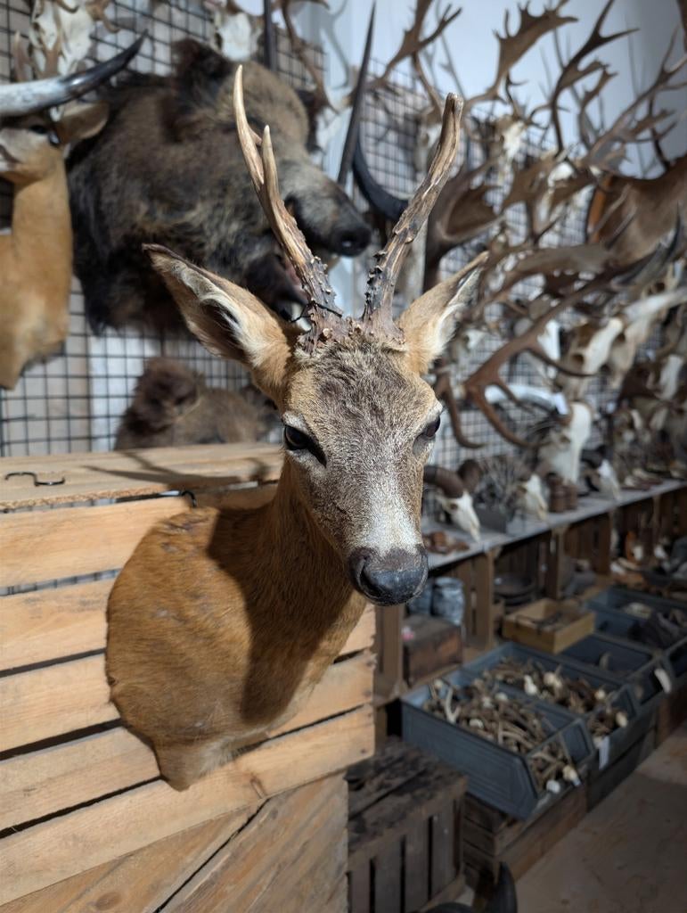 opgezet ree shoulder borst preparaat hert taxidermy, Ophalen of Verzenden, Nieuw, Opgezet dier