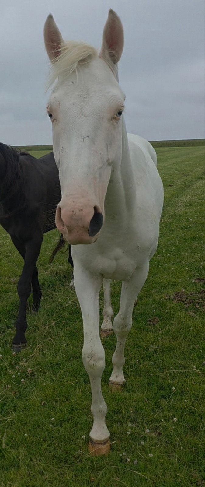 2 jarige zeer opvallende hengst, Dieren en Toebehoren, Hengst, Minder dan 160 cm, Gechipt, 0 tot 2 jaar