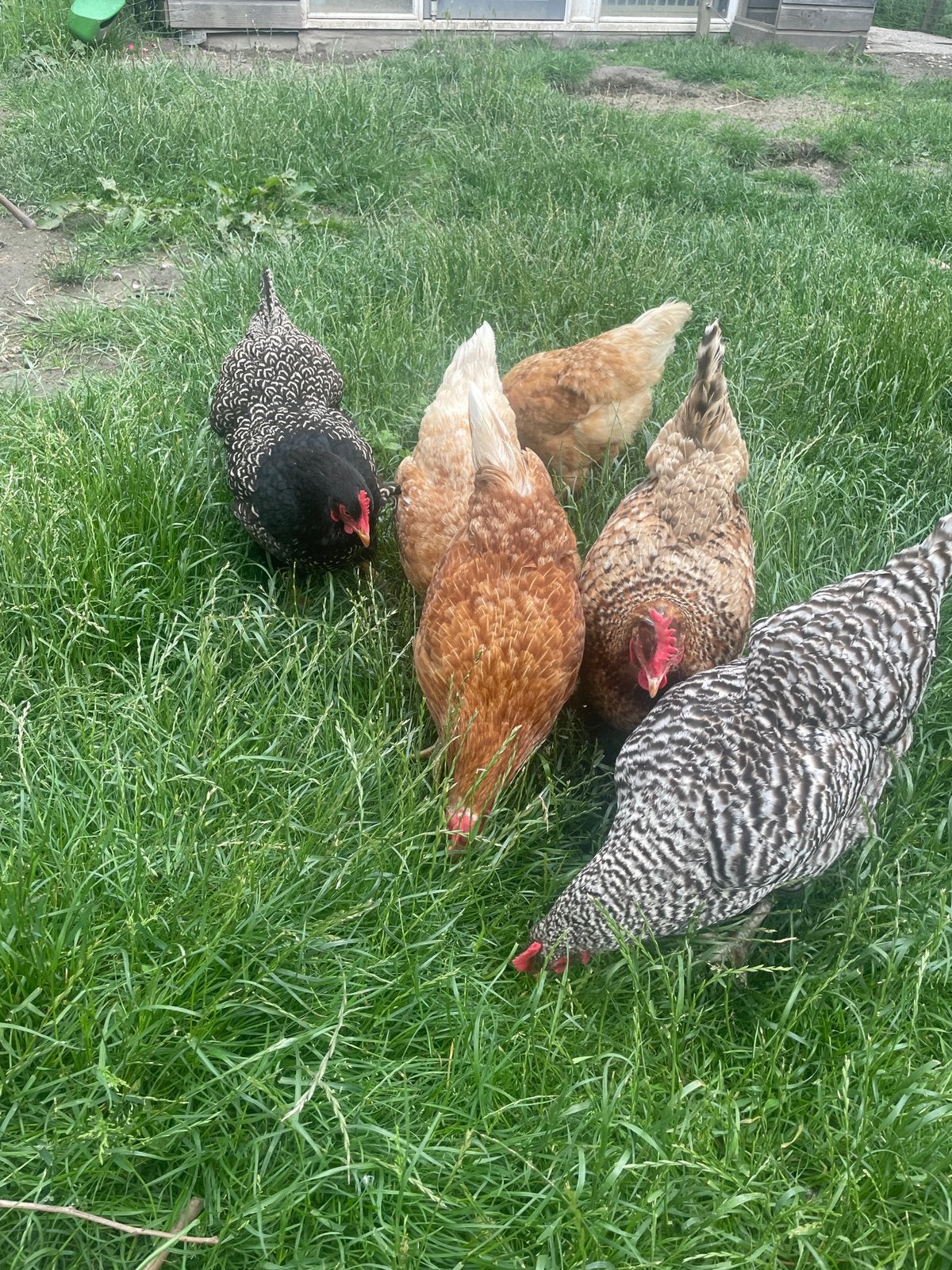 Kippen, Dieren en Toebehoren, Pluimvee, Vrouwelijk, Kip