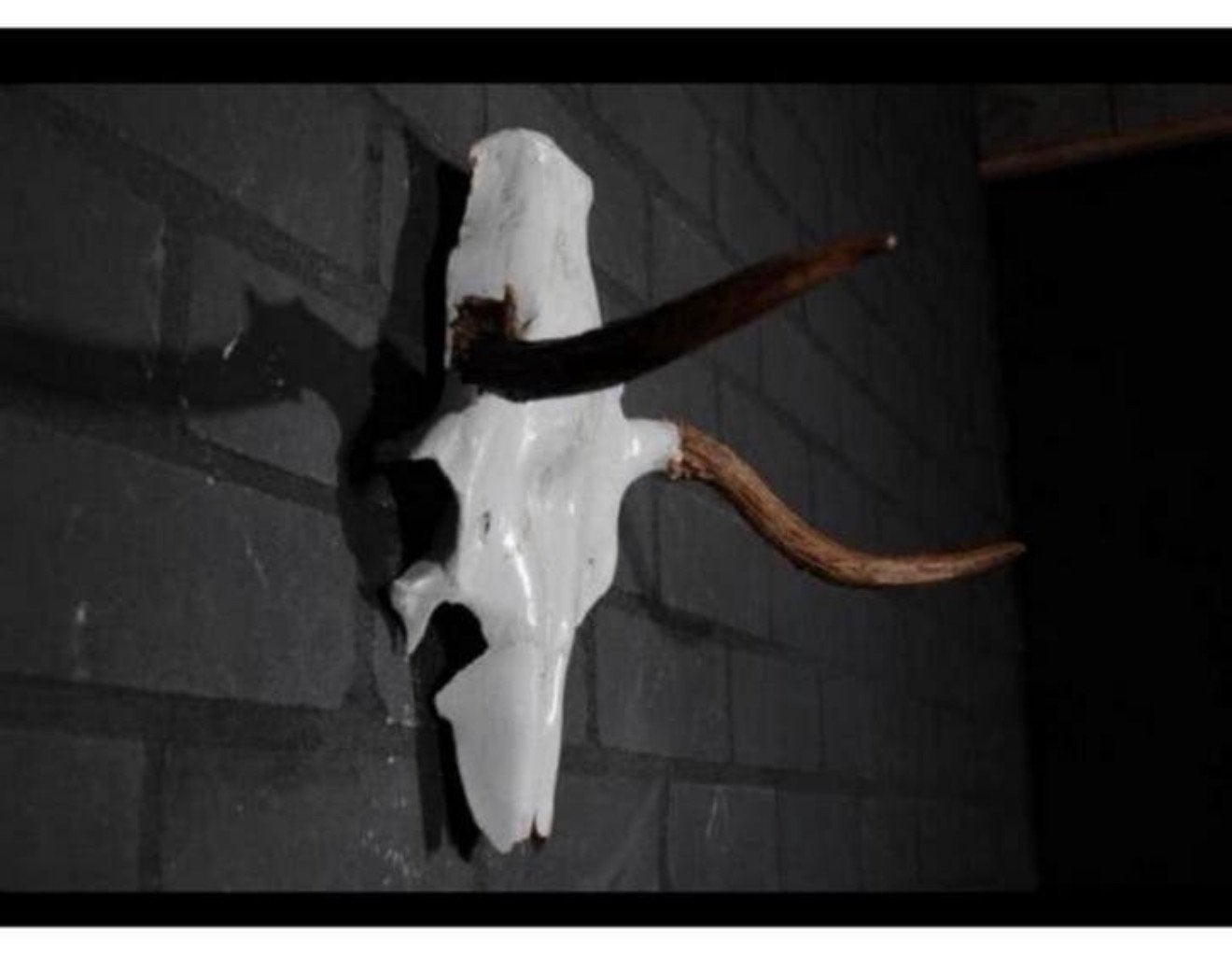 Eland Schedel Large Northern Elk Moose skull - Alces alces, Verzamelen, Dierenverzamelingen, Ophalen of Verzenden, Schedel