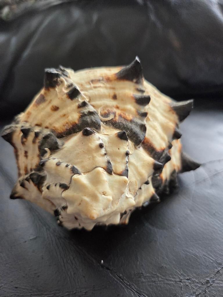 Murex schelp, Verzamelen, Ophalen of Verzenden, Schelp(en)