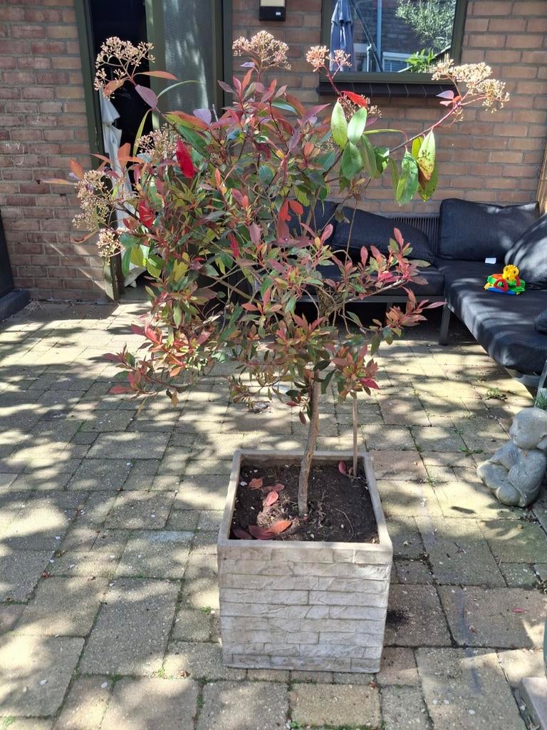 Glansmispel 'Red Robin' in bloembak (135 cm), Ophalen