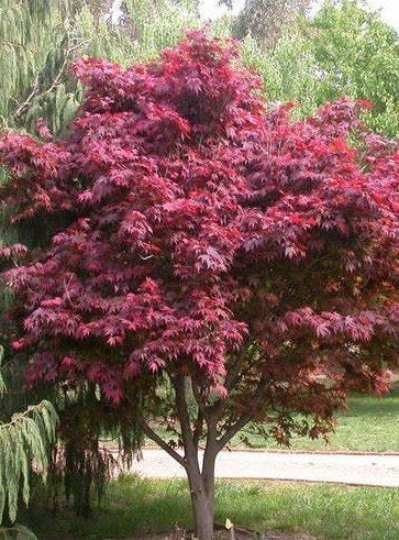 Acer palm. Atrop. (rode, japanse esdoorn) diverse maten pot, Tuin en Terras, Planten | Tuinplanten, Ophalen, Bloeit niet, Overige soorten