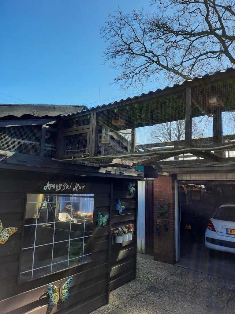 Zebravinken en kooi compleet, Ophalen, Hout, Vogelkooi