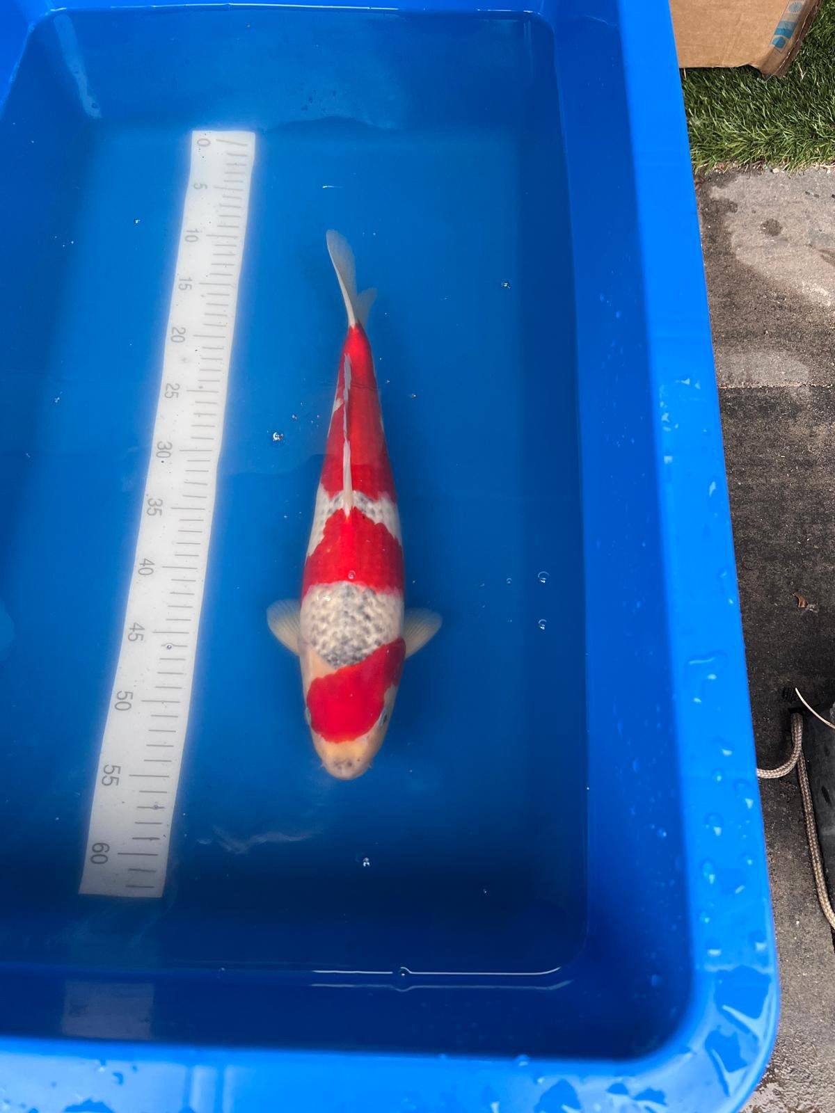Japanse koi, Goshiki Ikarashi, Karper of Koi