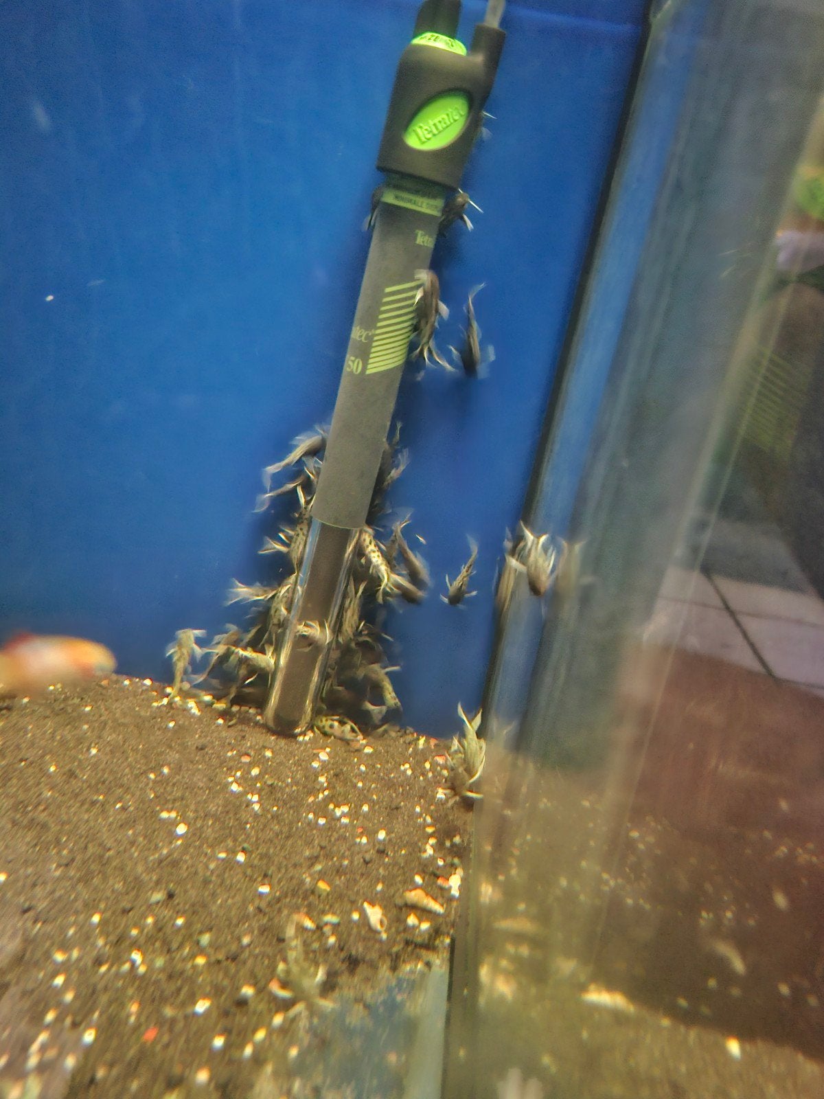 Synodontis petricola, Vis