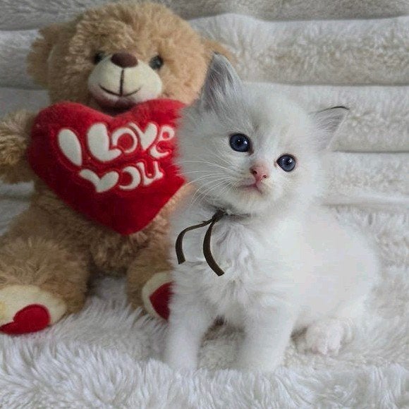 😻💯Ragdoll kittens😻 uit geteste ouders💥 lynx en tortie, Gechipt