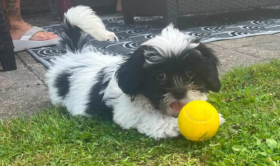 nog 1 mega lieve boomer pup, Parvo, Overige rassen, 8 tot 15 weken, Meerdere