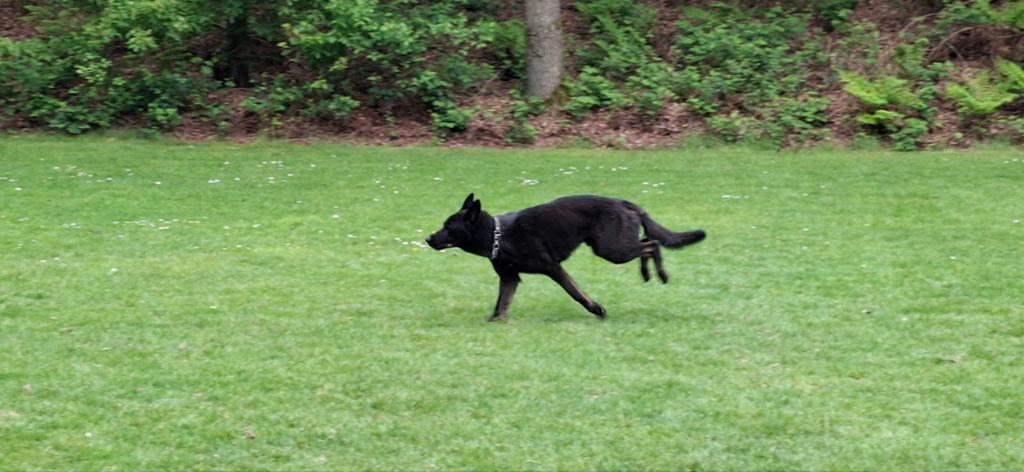 Duitse herder reu met stamboom, Reu, 1 tot 2 jaar, Parvo, Meerdere
