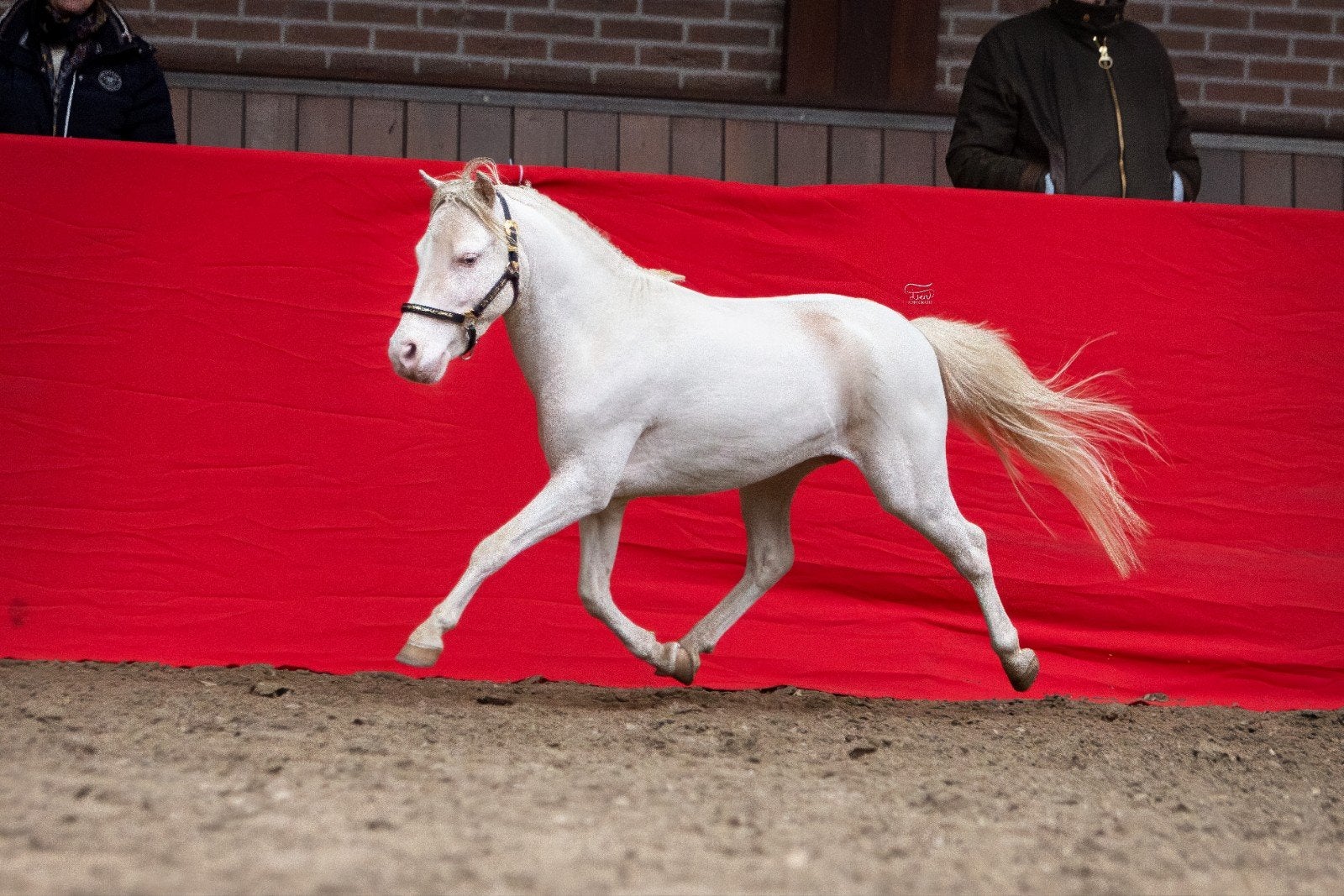 NMPRS/AMHA gekeurde hengsten CHAMPAGNE en OVERO+CHAMP MERRIE, Meerdere dieren, A pony (tot 1.17m), Met stamboom, 3 tot 6 jaar