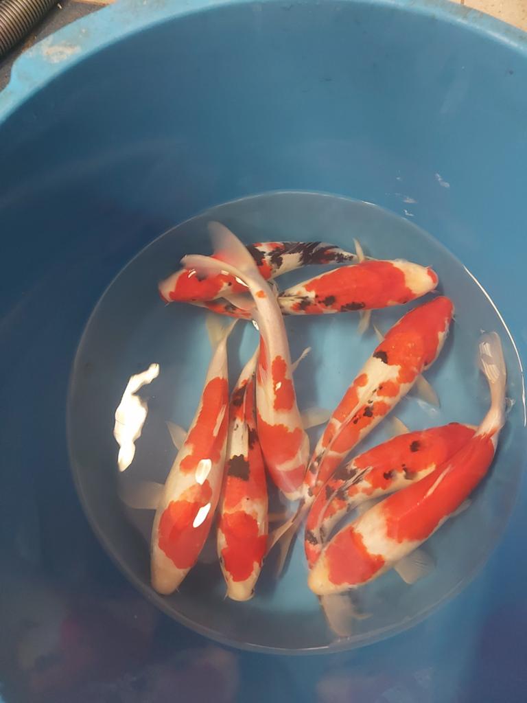 15 koi 35 cm, Dieren en Toebehoren, Karper of Koi