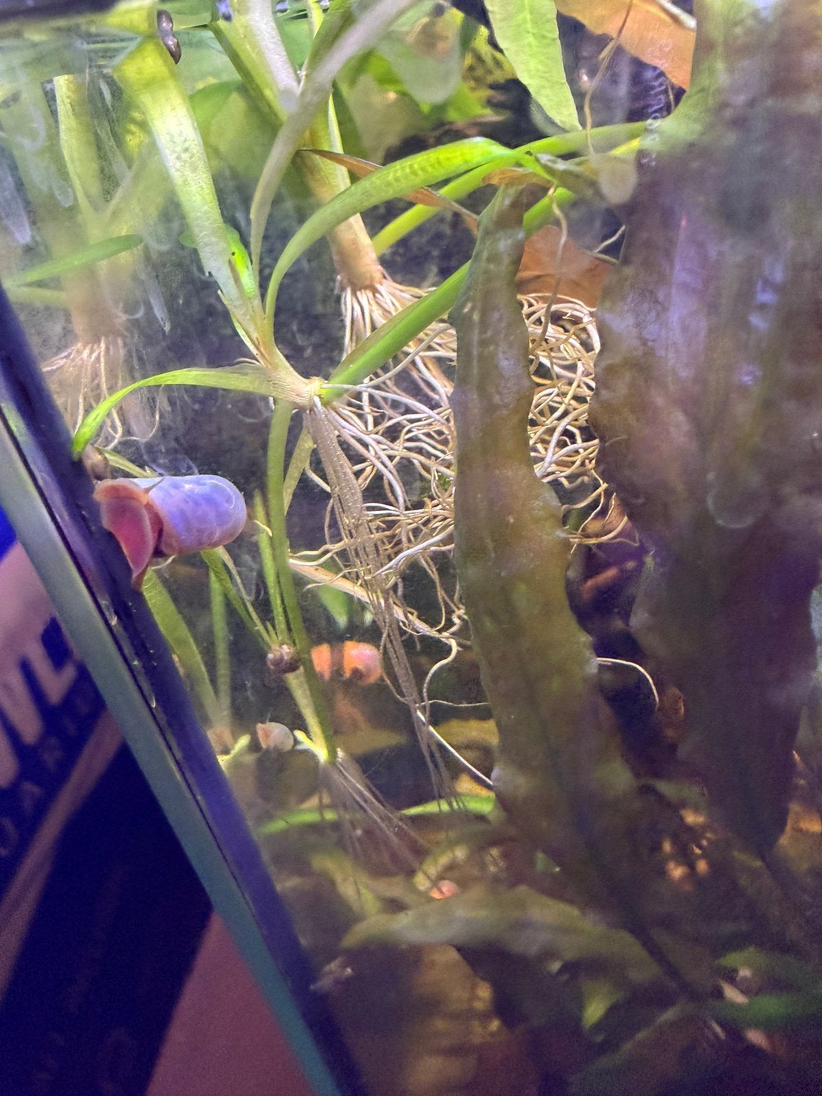 Te koop Roze, Blauwe en Bruine Posthoornslakken, Dieren en Toebehoren, Vis