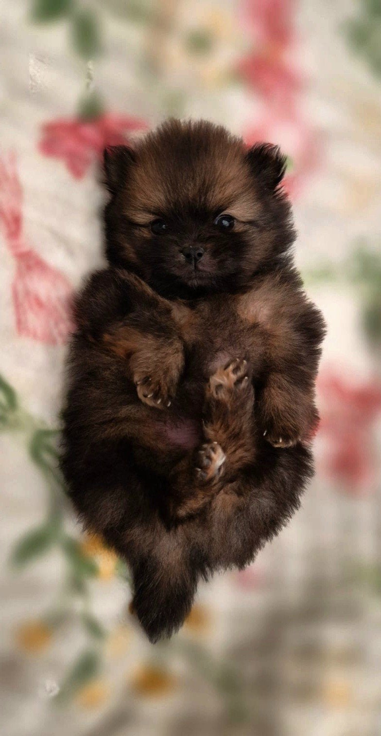 pomeriaan pups, Keeshond, 8 tot 15 weken, Meerdere, Meerdere dieren