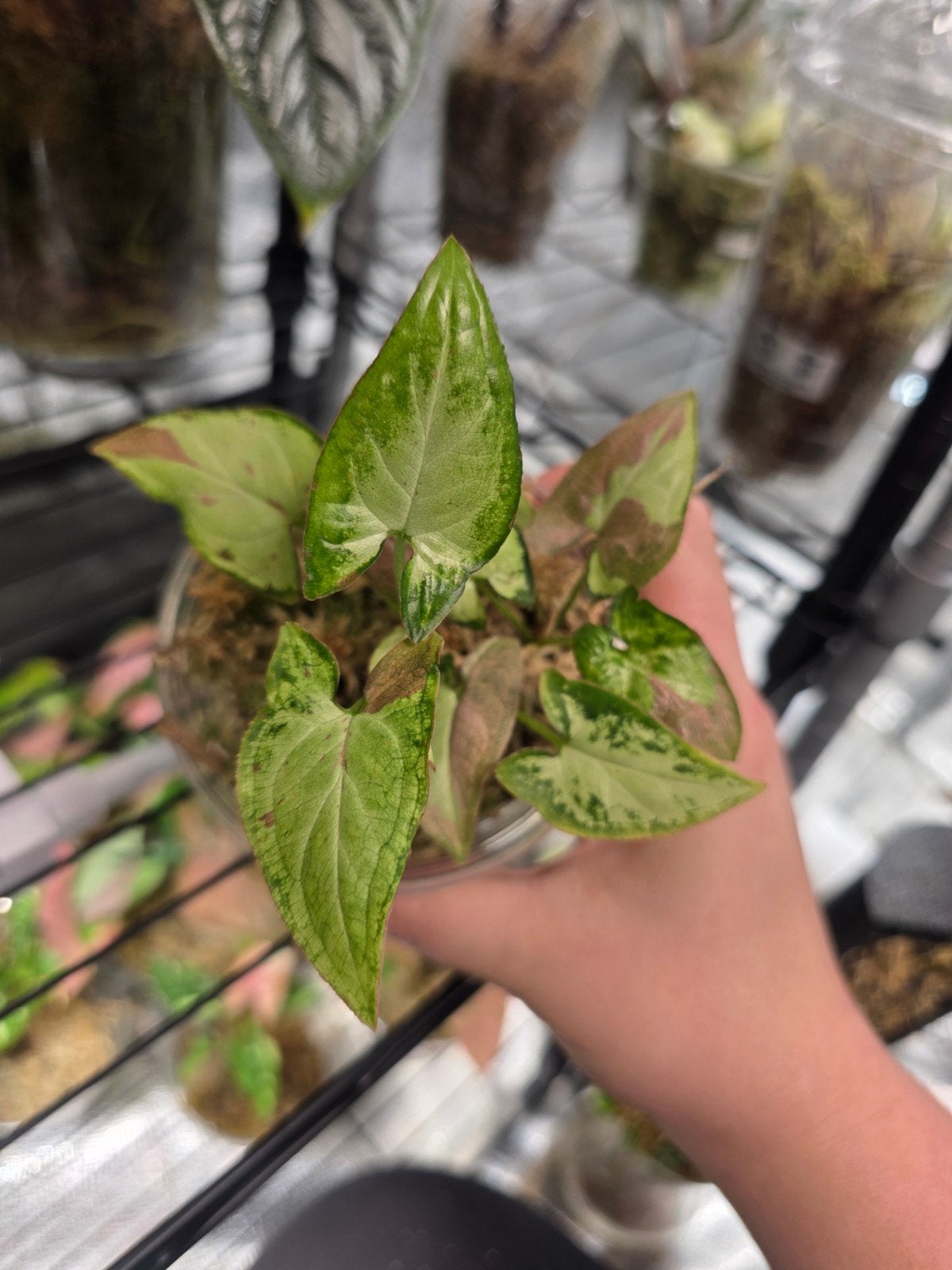 Syngonium?, Huis en Inrichting, Kamerplanten, Ophalen of Verzenden, Halfschaduw, Minder dan 100 cm