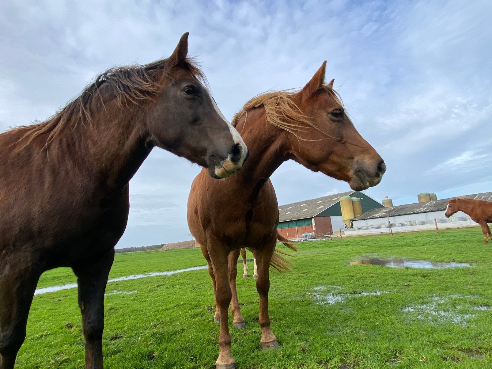 2 super lieve weidemaatjes aangeboden, Dieren en Toebehoren, Niet van toepassing, 3 tot 6 jaar, Gechipt, Meerdere dieren