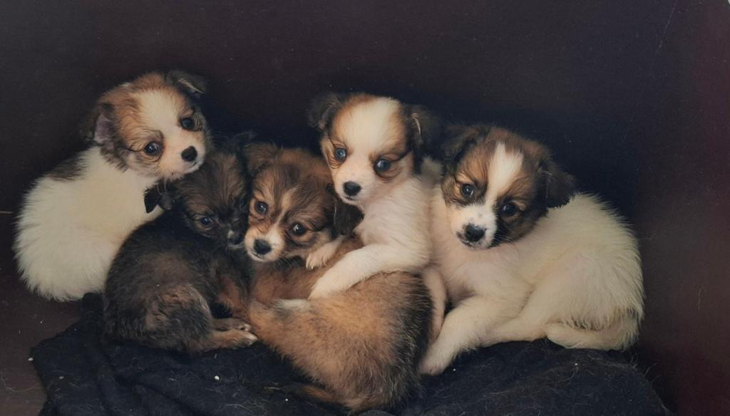 Prachtige Kooiker x Pomsky pups, Dieren en Toebehoren, Honden | Chihuahua's en Gezelschapshonden, Overige rassen, 8 tot 15 weken