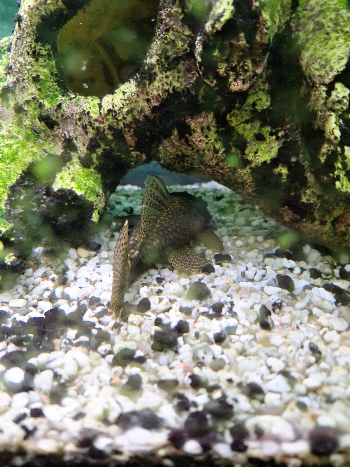 Algeneter (Ancistrus triradiatus)
IUCN-status: Niet bedreig