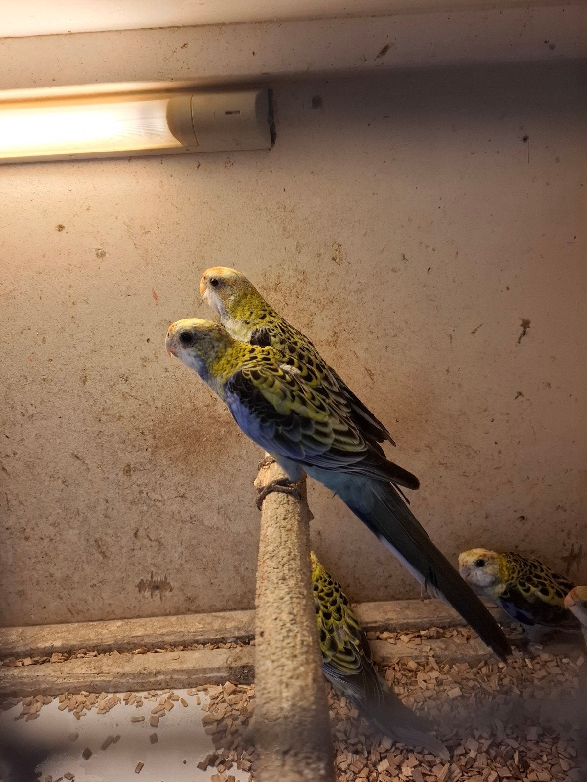 Bleekkop rosella's