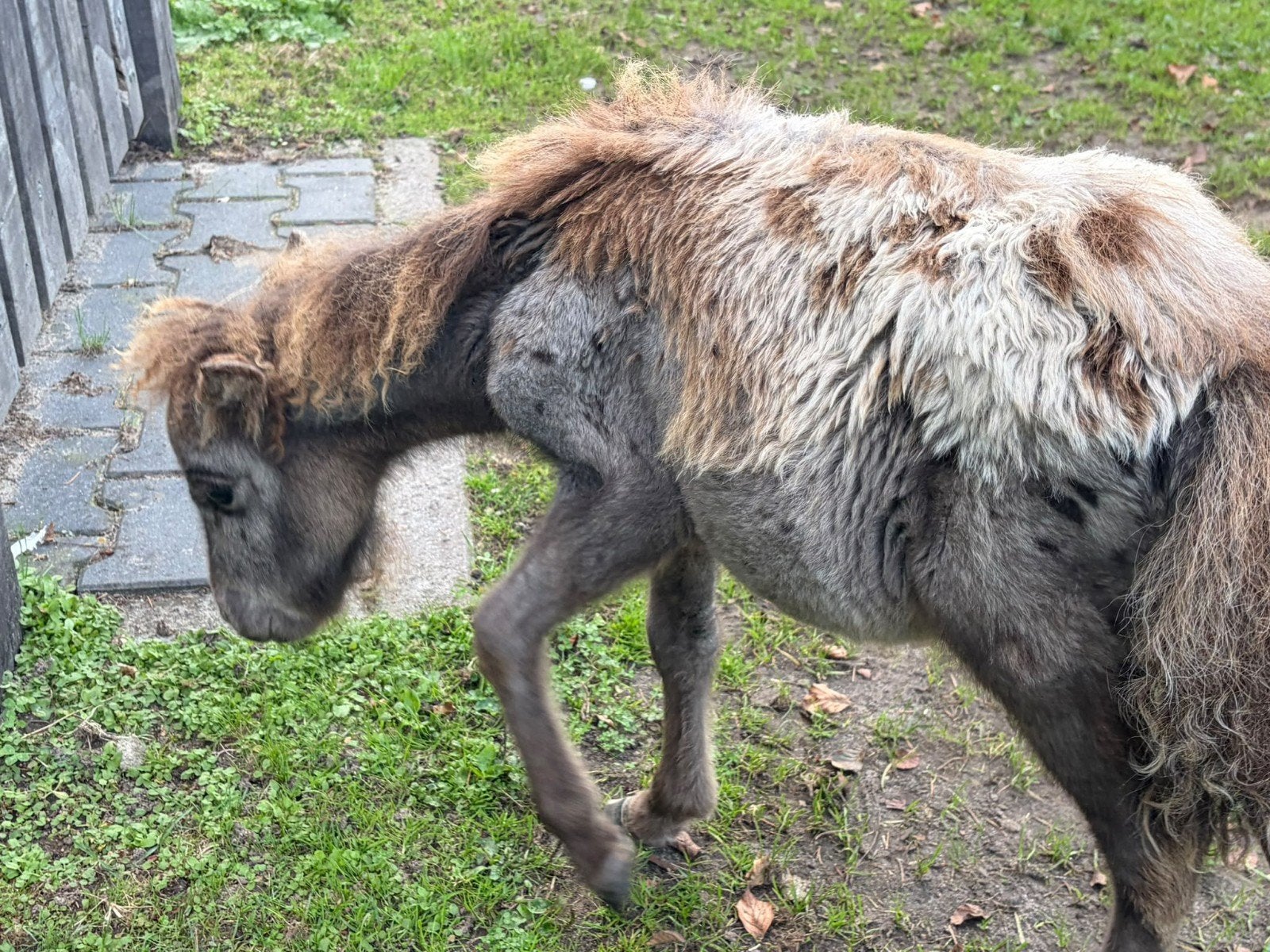 klein mini appalosa hengstje