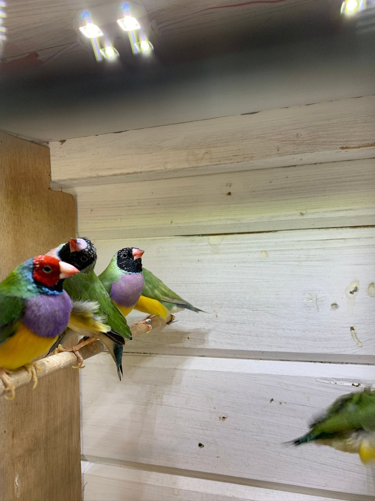 5 gould amadines, Meerdere dieren, Tropenvogel