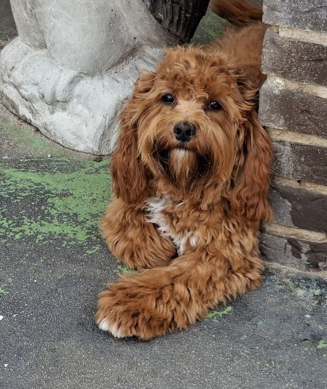 cavapoo dekreu aangeboden, Parvo, Reu, 1 tot 2 jaar, Meerdere