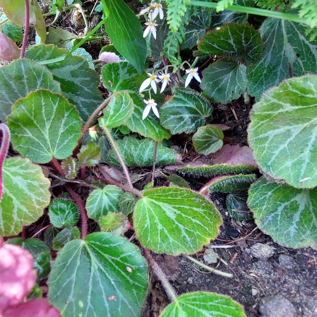 Steenbreek Cuscutiformis  groenblijvende bodembedekker, Ophalen, Bodembedekkers, Vaste plant, Halfschaduw