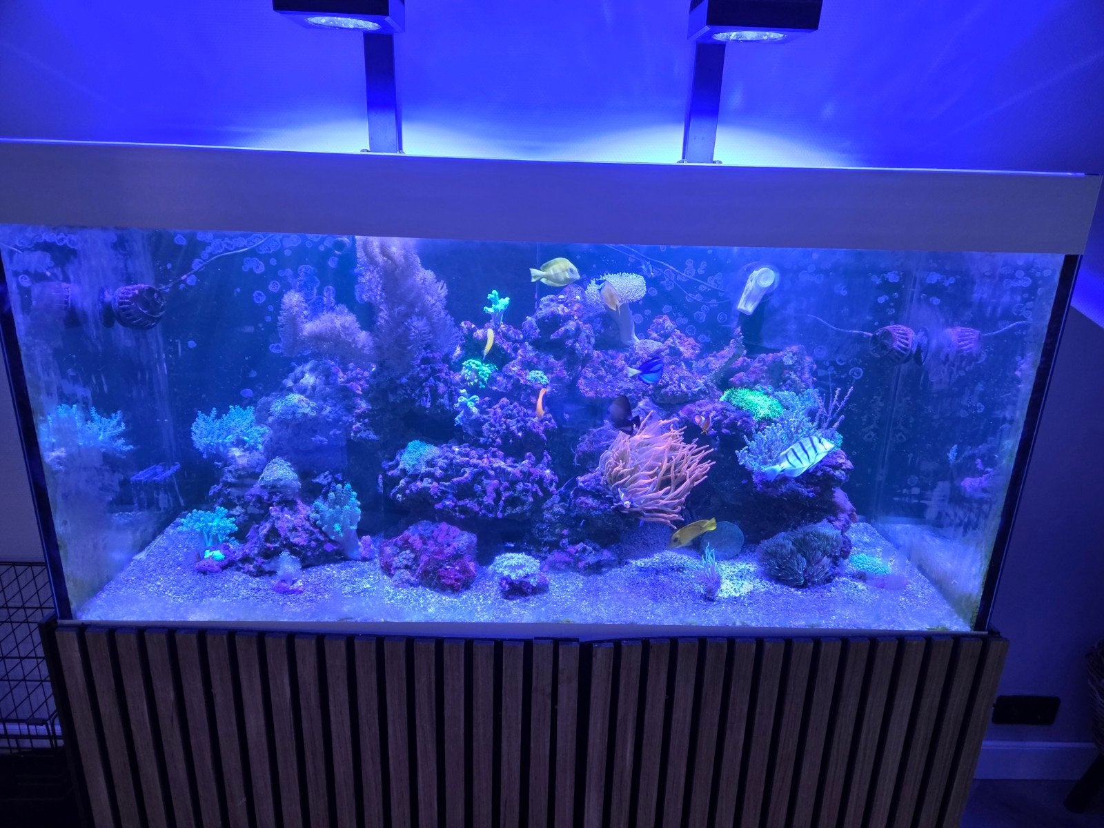 Compleet zeeaquarium 430 liter, Dieren en Toebehoren, Gevuld zeewateraquarium, Gebruikt, Ophalen of Verzenden, Eheim