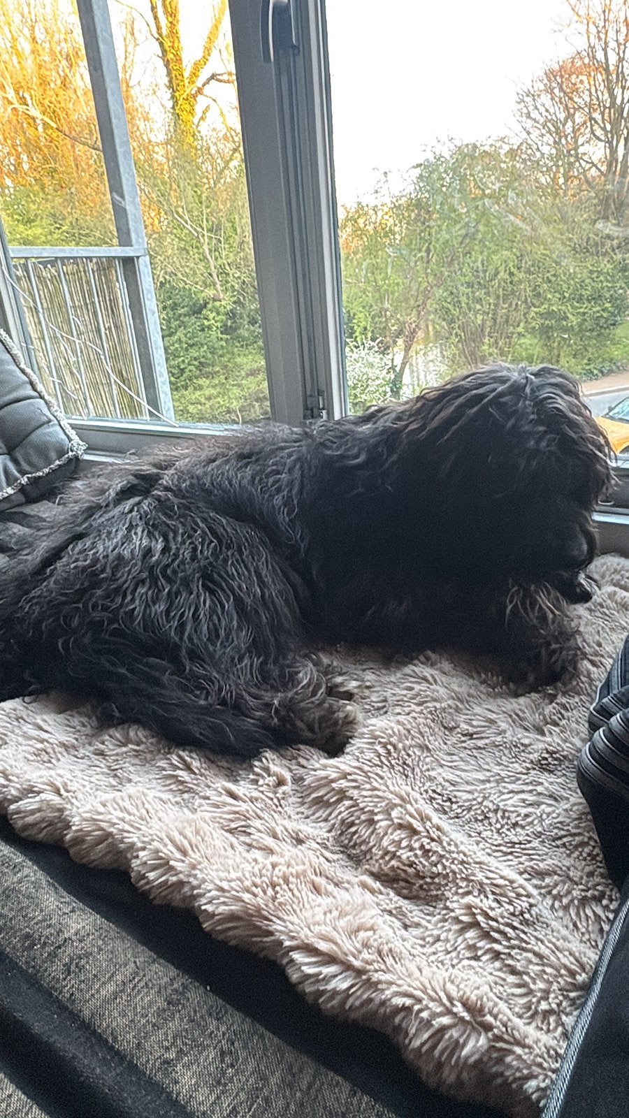 Tweede thuis gezocht voor hond Bowie, Dieren en Toebehoren, Reu, Eén hond, CDV (hondenziekte), Nederland